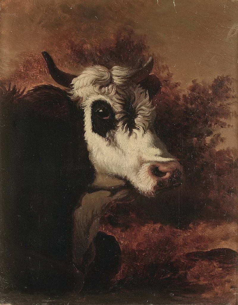 Muso di torello